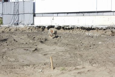 Küçük kahverengi köpek tozlu inşaat sahasında tek başına duruyor.