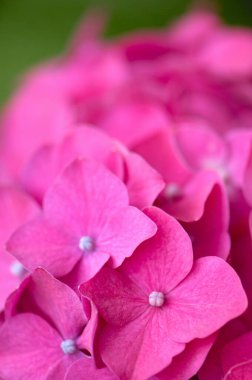 Bahçede açan güzel ortanca çiçeklerinin yakın plan görüntüsü.                   