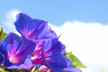Güzel mavi gökyüzü ve mor çiçekler