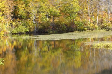 Parkta sonbahar renkleri