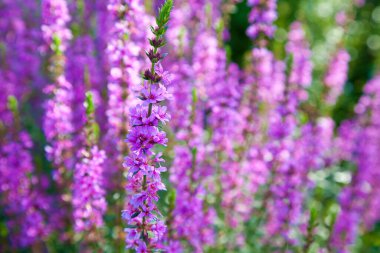 Bahçedeki güzel mor çiçekler