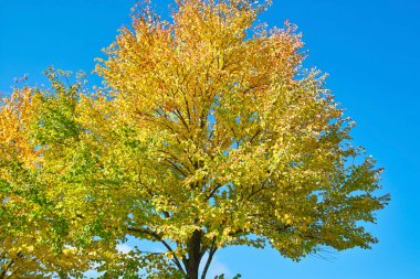 Ağaçta güzel sonbahar yaprakları, sonbahar çiçekleri