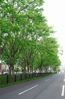 Tokyo, Japonya 'daki güzel manzaralı şehir parkı, büyüleyici bir manzara.