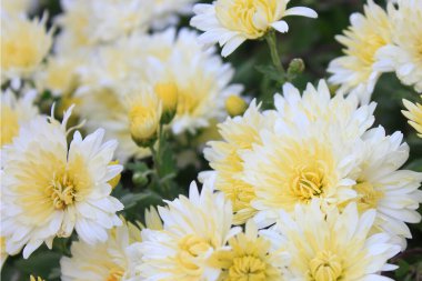 Arka planda sarı kasımpatı çiçekleri