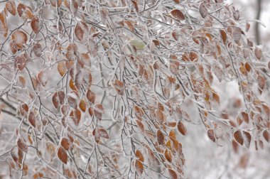 Karlı kış arkaplanı - ağaçlarla kaplı