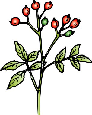 Beyaz arka planda yeşil bitki, el yapımı böğürtlenli bitki. 