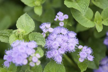 Güzel mor çiçeklere yakın, doğa arkaplanı