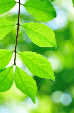 Taze yeşil yaprakların yakın plan görüntüsü doğal arka plan    