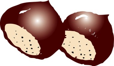 Two shiny brown chestnuts resting together