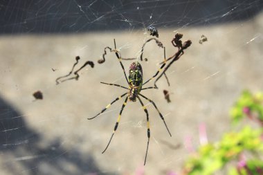 Bahçedeki örümcek ağı hayvanı, yaklaşın.