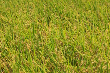 pirinç tarlası, Tayland pirinci