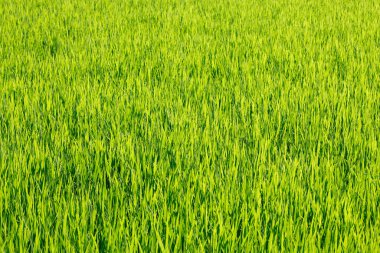 yeşil çimen dokusu arkaplanı       