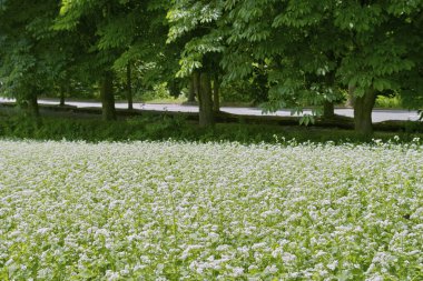 Bahçedeki güzel çiçekler