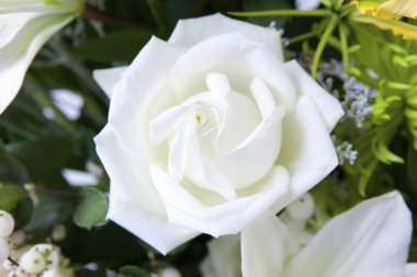 Yaklaş güzel beyaz gül çiçeğine buketin içinde