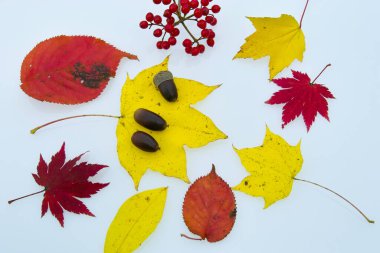 Beyaz arka planda renkli sonbahar yaprakları ve meşe palamutları