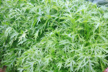 Serada yetişen taze otlar. 