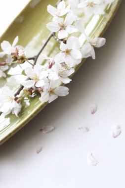 Bahar çiçekleri, ağaç dalındaki güzel çiçekler. 