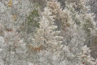 Ormanda karla kaplı ağaçlar