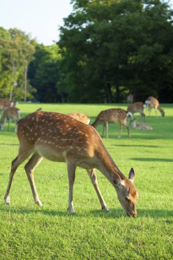 Gündüz vakti ormanda yeşil çimenli bir geyiğin düşük açılı görüntüsü.