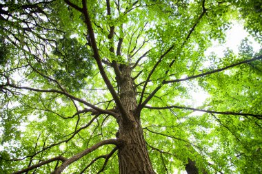 Ormanda güzel yeşil ağaçlar     