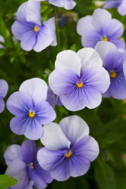 Bahçedeki mavi hanım evlatları