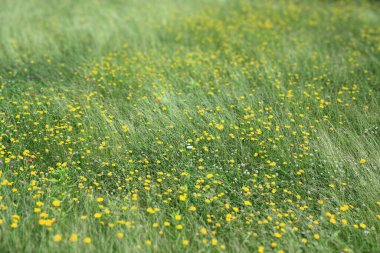 Çayırdaki yeşil çimenler