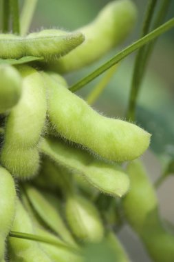 Bahçede yetişen yeşil Edamame fasulyeleri.