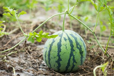 Bahçede büyüyen olgun karpuz 
