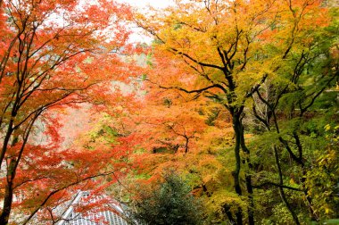 Parktaki güzel sonbahar manzarası