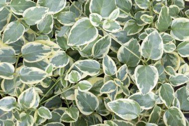 Yeşil bitkileri kapatın