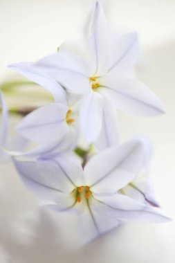 Güzel bahar çiçekleri yakın görünüm       