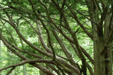 Ormanın güzel manzarası