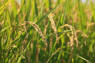 Tayland 'da yeşil pirinç tarlası