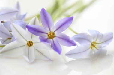 Yakın plan - açık arkaplanda güzel taze çiçeklerin görüntüsü