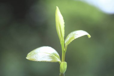 yeşil yapraklar, doğa ve bitki örtüsü
