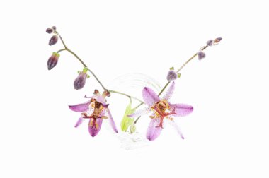 Güzel çiçekler, yakın manzara, yaz konsepti.