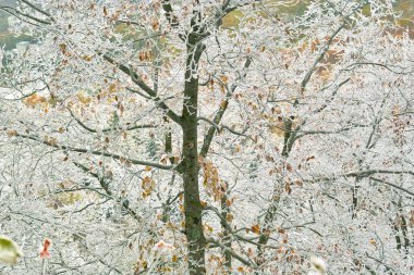 Ormanda karla kaplı ağaçlar