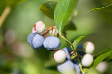 Böğürtlen yetiştirmeye yakın.