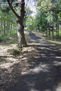 Ormanın güzel manzarası