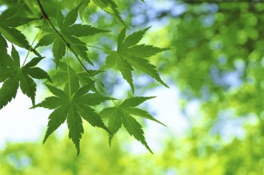 Taze yeşil yaprakların yakın plan görüntüsü doğal arka plan    