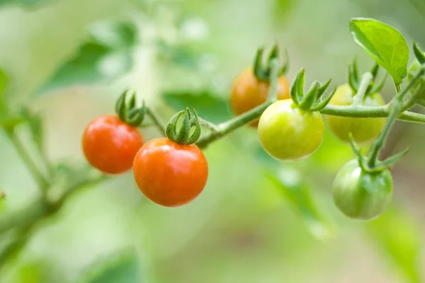 ripe red cherry tomatoes in a greenhouse on a sunny day