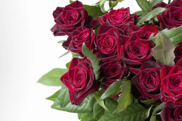 beautiful red roses close up