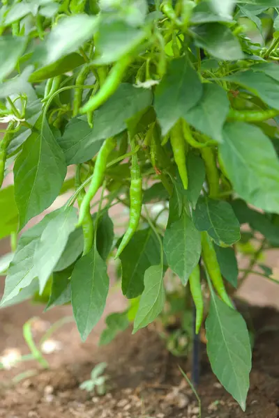 Frisches Grünes Chili Garten — Stockfoto