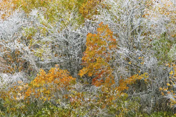 Arbres Couverts Neige Dans Forêt — Photo