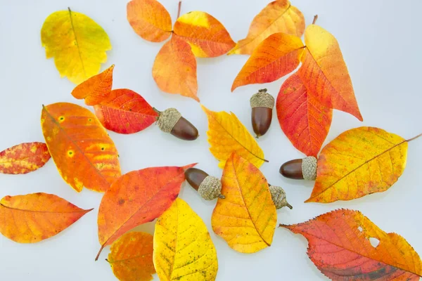 秋天的叶子和橡木色的白色背景 — 图库照片