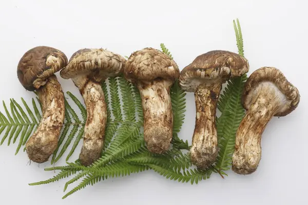 白色背景下新鲜蘑菇和绿色蕨叶的特写 — 图库照片