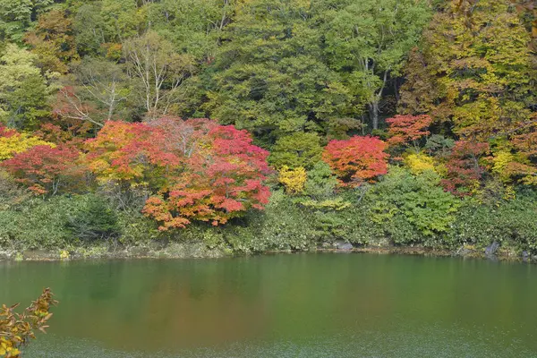 Красивый Осенний Пейзаж Красочными Листьями Рекой — стоковое фото