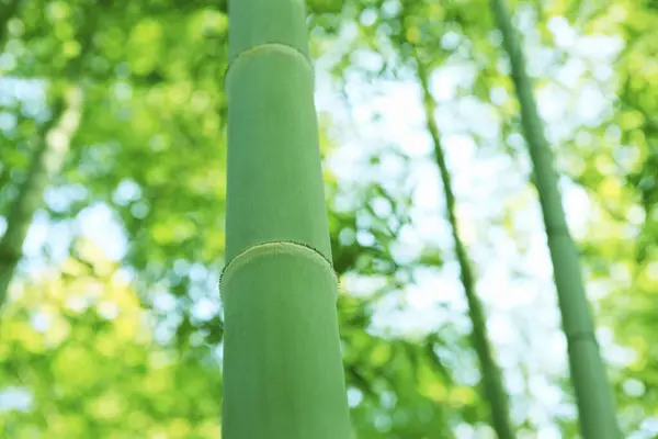 密闭在森林中的绿竹树 — 图库照片