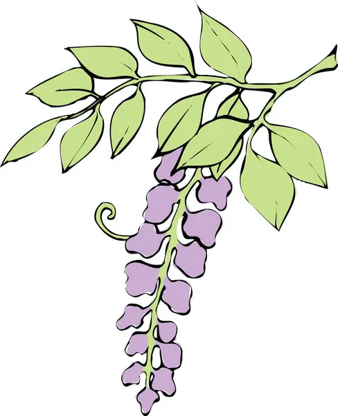 Гілка Фіолетовими Квітами Ілюстрація Білому Фоні — стокове фото