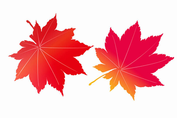 floral pattern of maple leaves, background 